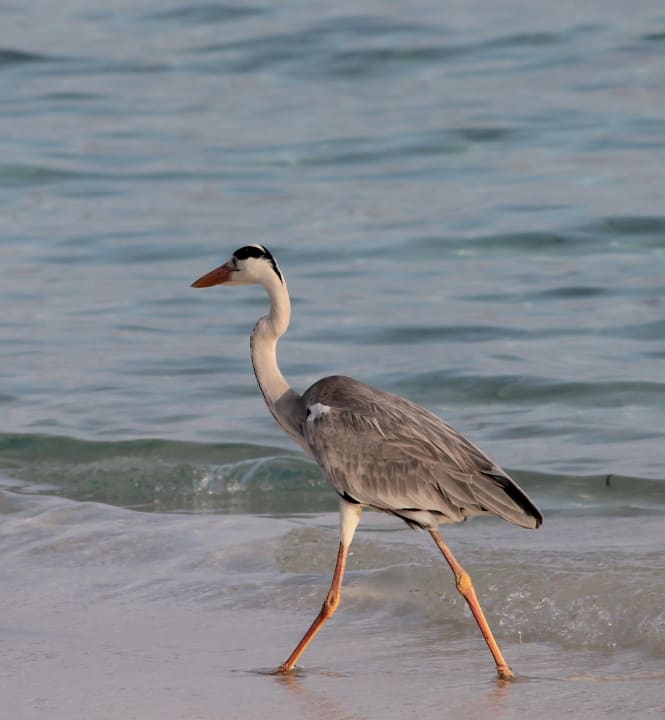 Strand Kuredu Island Resort & Spa