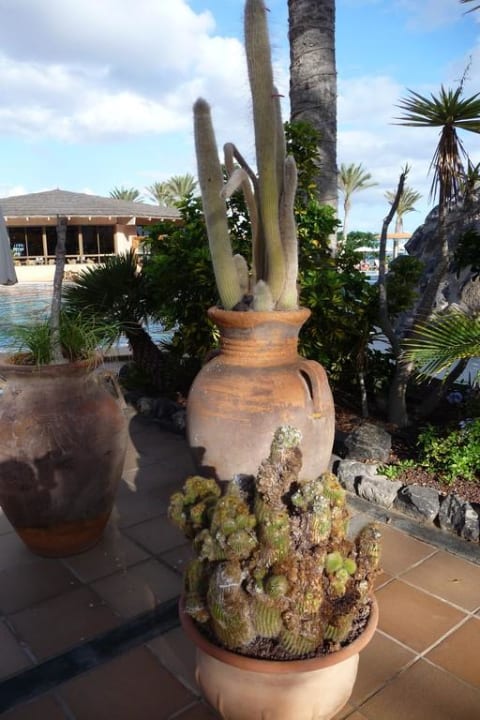 Riesenvase SBH Hotel Costa Calma Palace