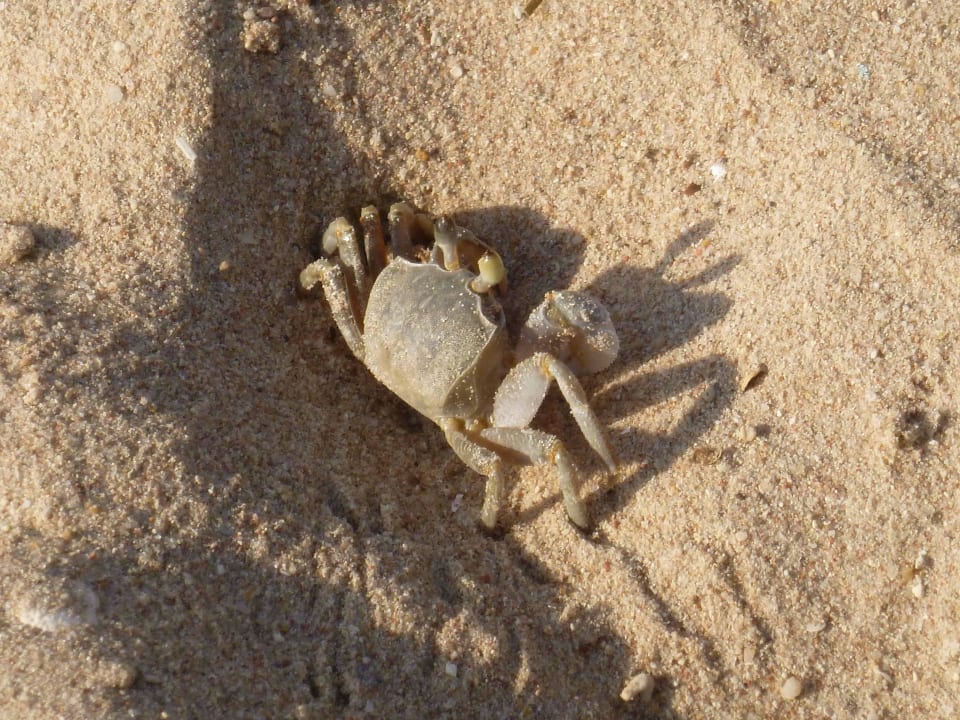 Morgendliche Besucher am Strand Arabia Azur Resort