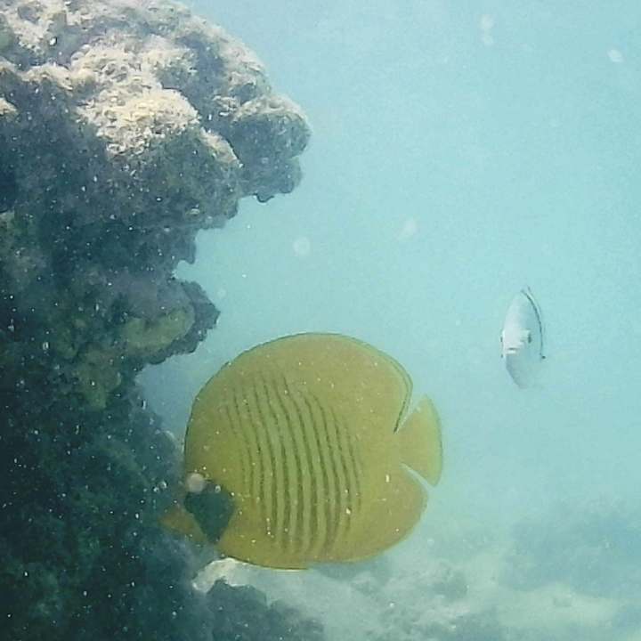 Strand Stella Beach Resort & Spa Makadi Bay