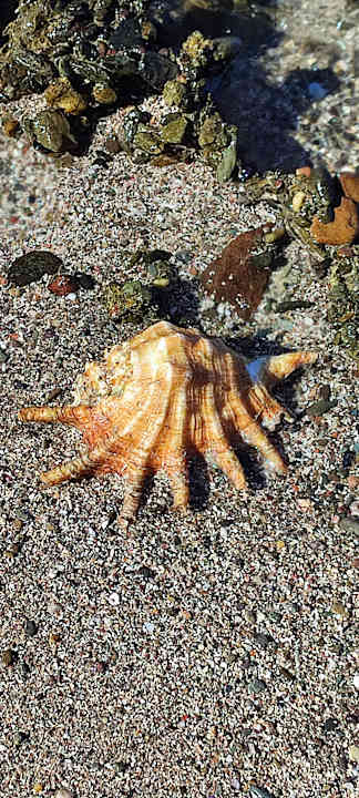 Strand Lazuli Hotel Marsa Alam