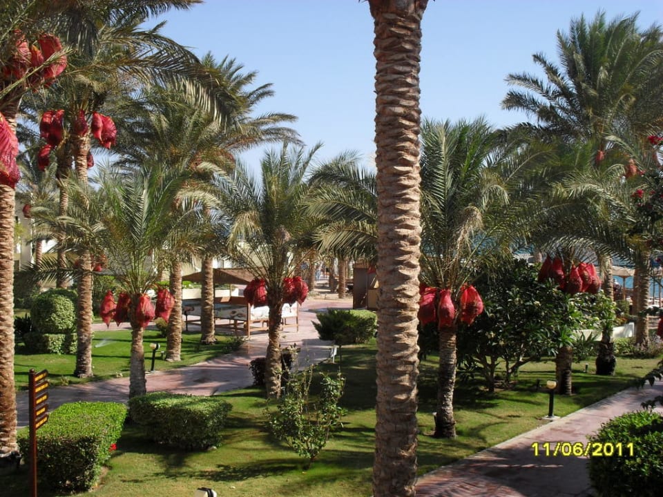 Palmen Palm Beach Resort