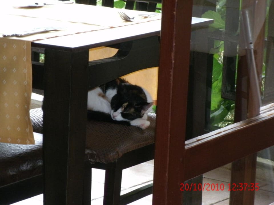 Katzen haben sich leider auch im Restaurant aufgeh Melas Holiday Village