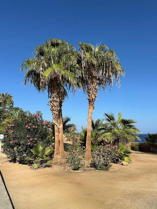 Strand Steigenberger Coraya Beach - Adults only