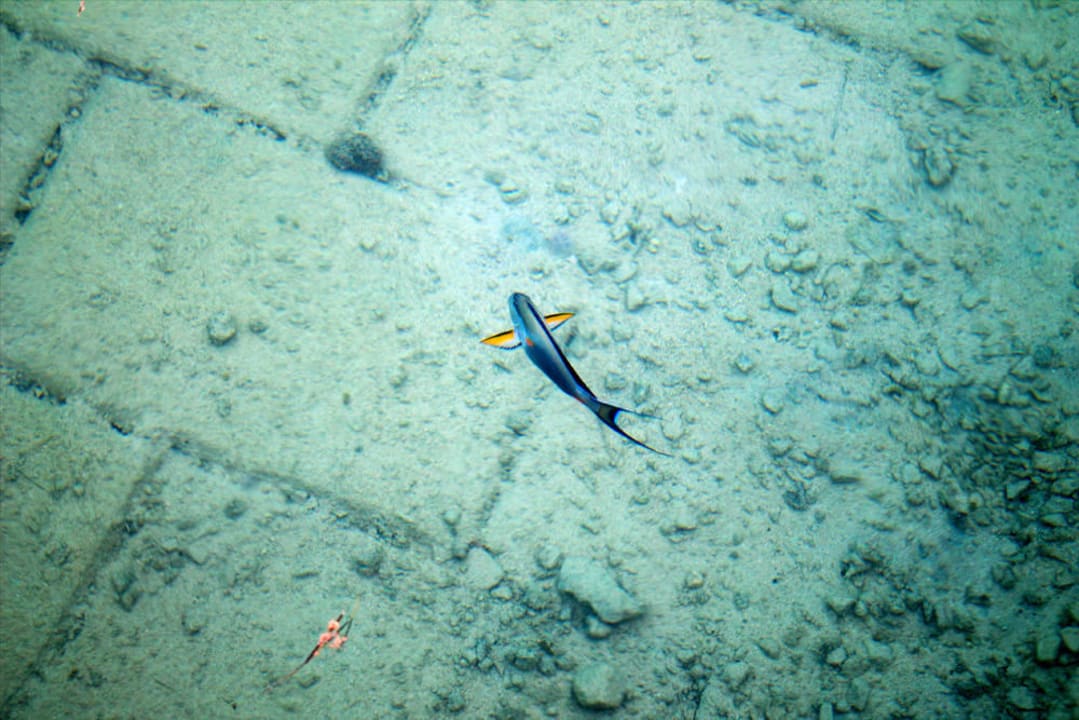 Fische in der Lagune  Pickalbatros Citadel Resort