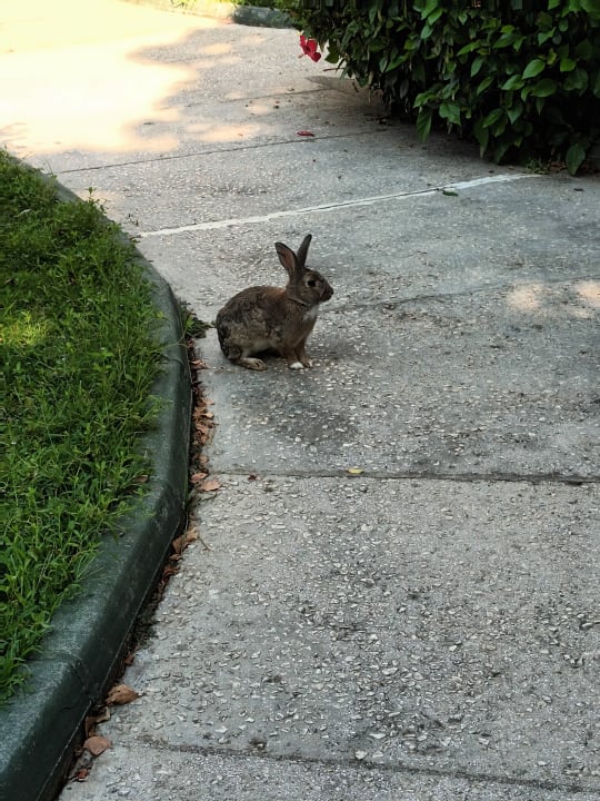 Gartenanlage Labranda Alantur Resort