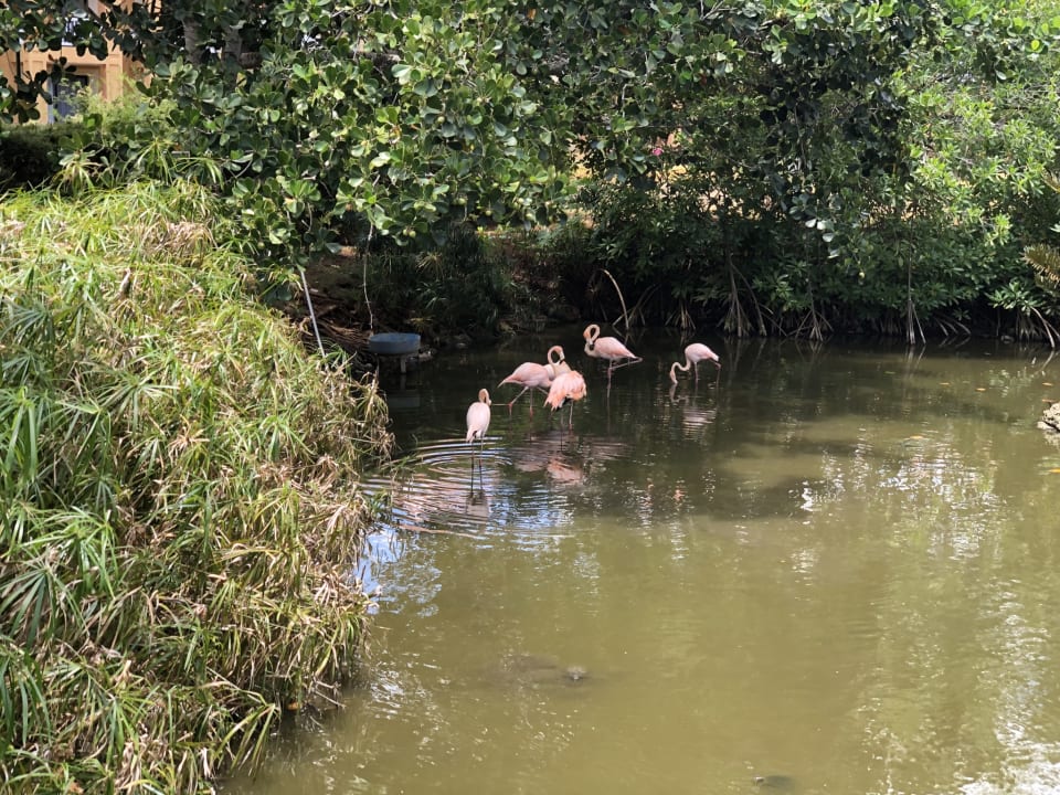 Gartenanlage Hotel Viva Dominicus Beach by Wyndham - All Inclusive Resort