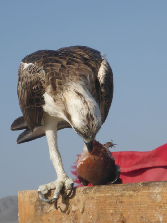 Fischadler mit Beute Lahami Bay Beach Resort