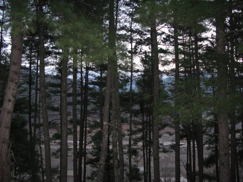 Wäldchen vor dem Bungalow; in der Ferne die Rollba Olathang Hotel
