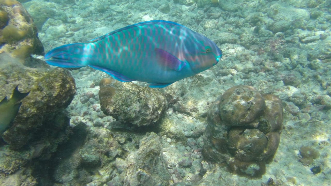 Sport & Freizeit Adaaran Select Meedhupparu Island Resort - Premium All Inclusive