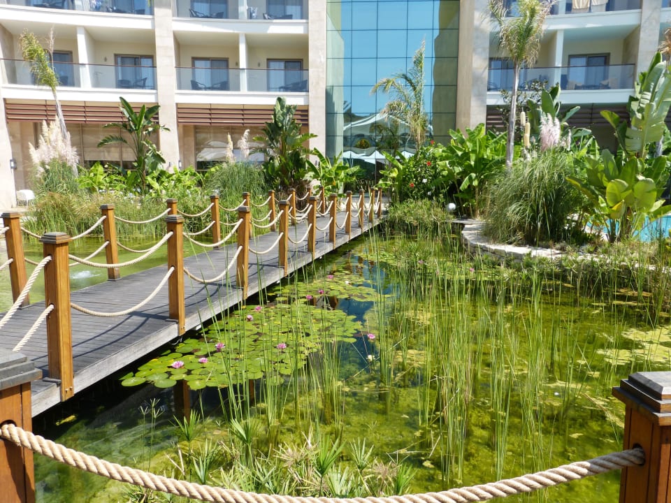 Gepflegter Teich ohne Stechmücken Paloma Pasha