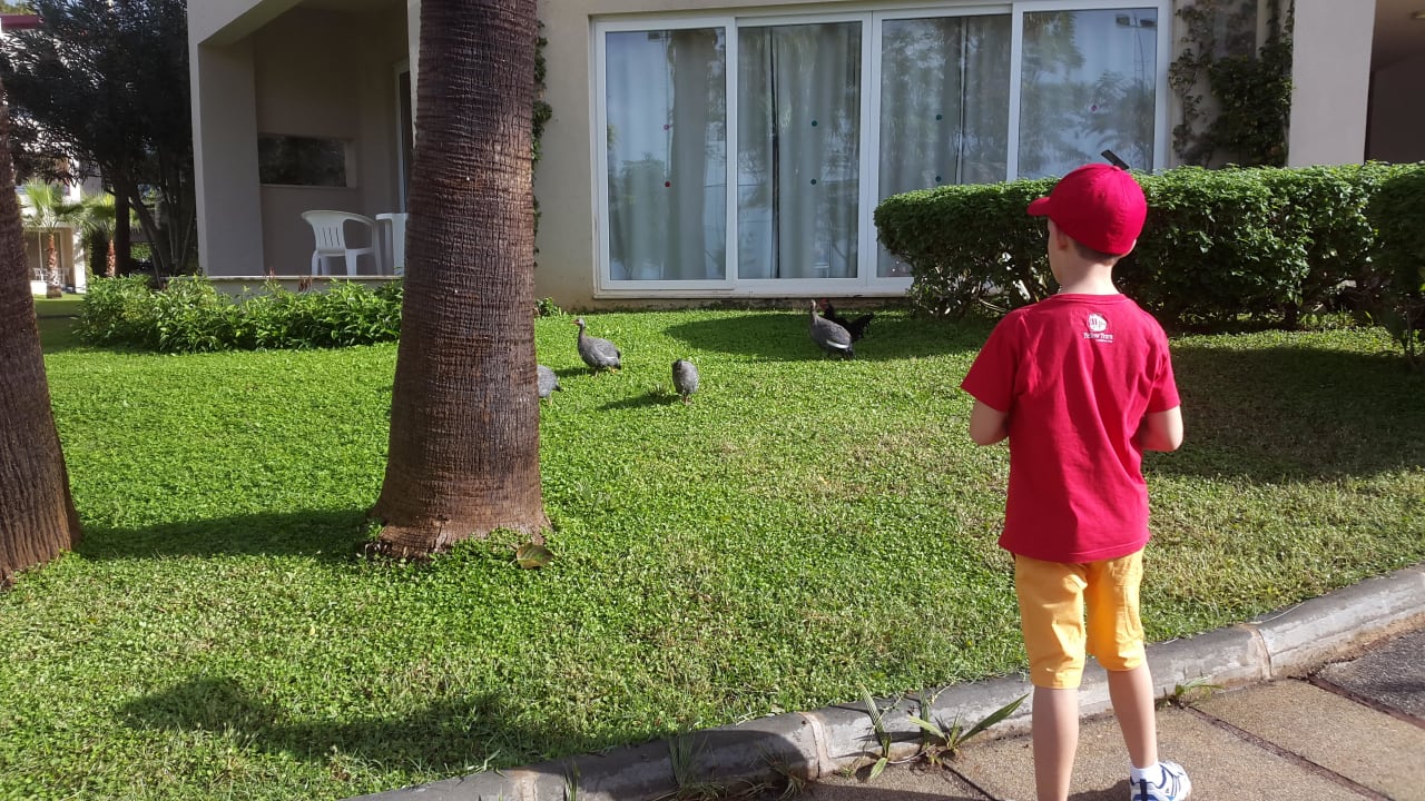 Geflügel Labranda Alantur Resort