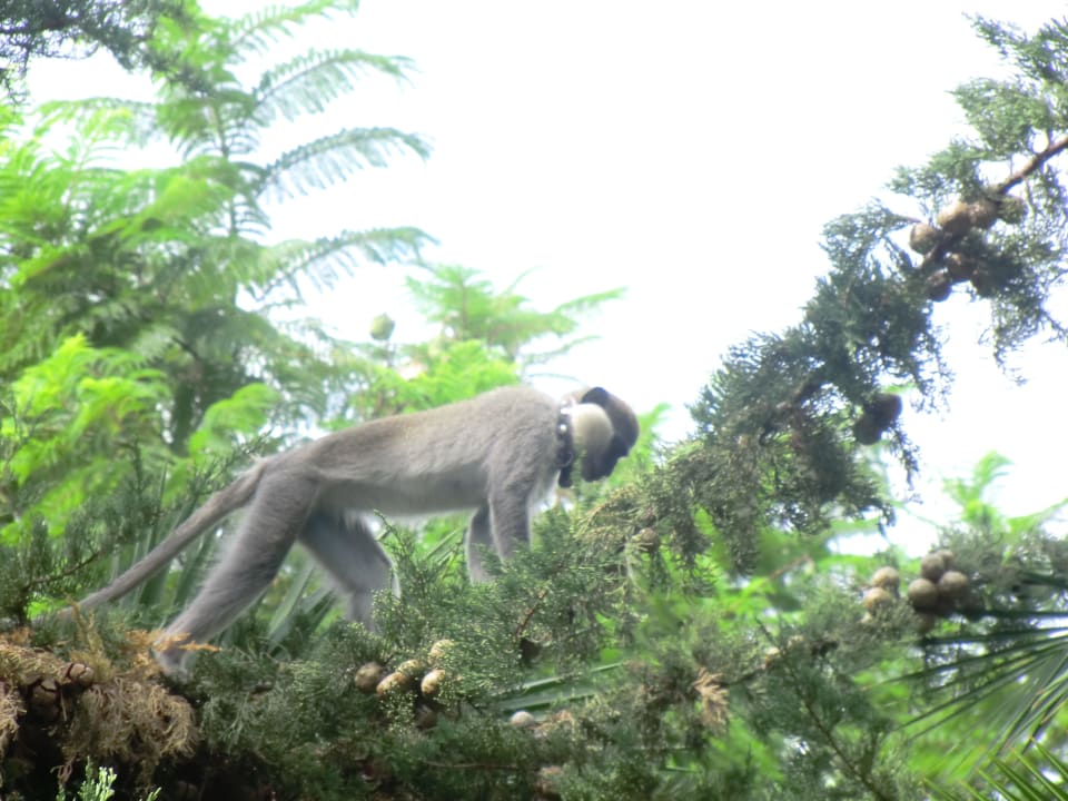 Ein Affe im Maritim Club Alantur Labranda Alantur Resort