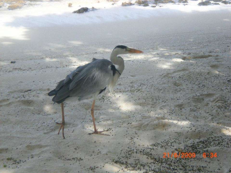 Immer stets present unser Hausreiher Summer Island Maldives