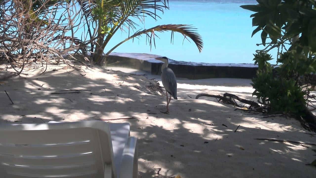 Besuch am Morgen Thulhagiri Island Resort