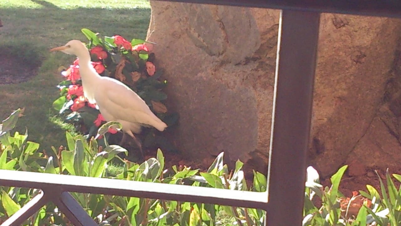 Morgendlicher Besuch Jaz Makadi Oasis Resort