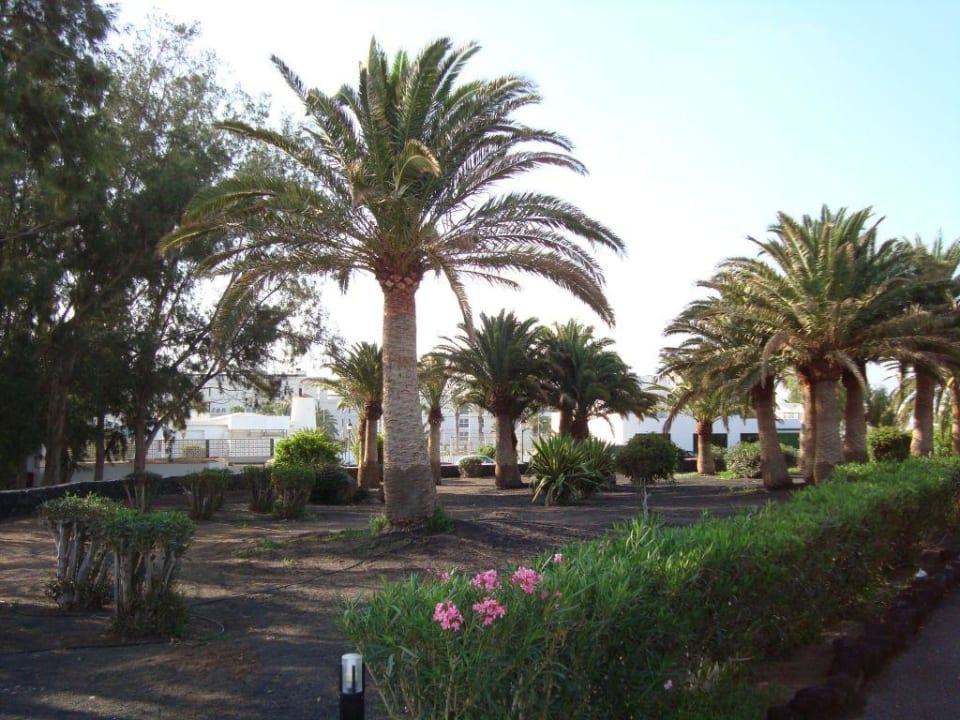 Appartment RIU Olivina Gartenanlage Relaxia Olivina