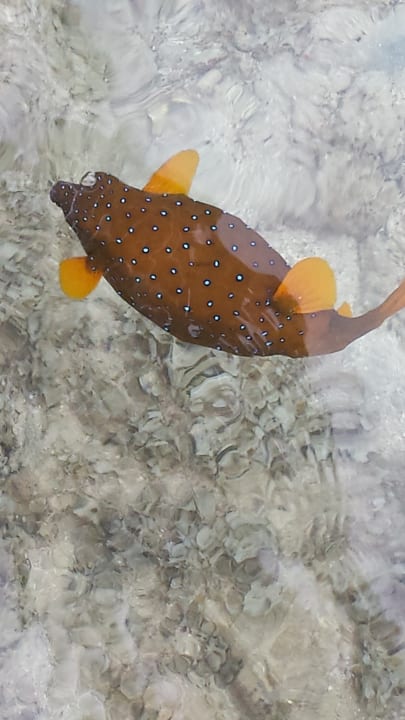 Strand LABRANDA Royal Makadi