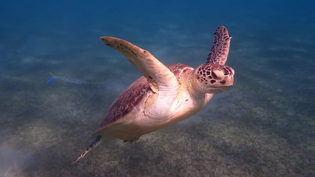 Sport & Freizeit Shams Alam Beach Resort