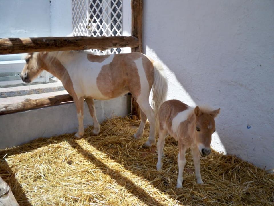 Mini-Zoo, Pony mit Kind Samira Club