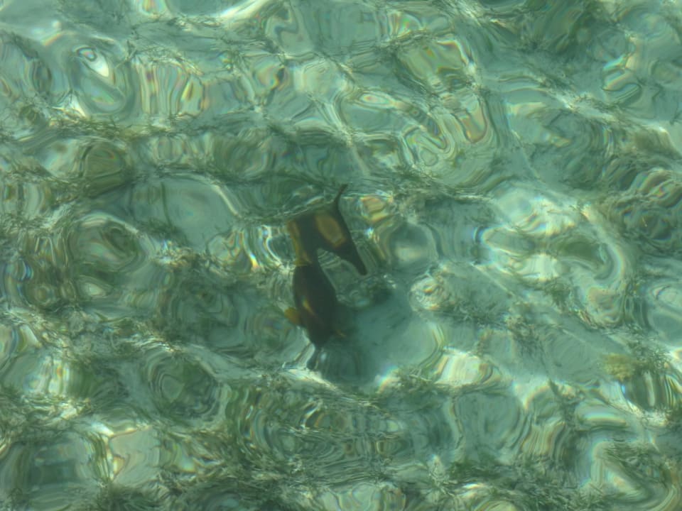 Рыбка Regency Plaza Aqua Park & Spa