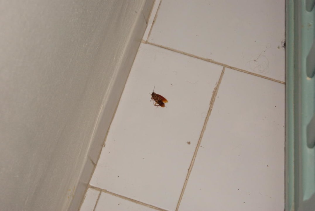 Mitbewohner Omar Khayam Resort & Aquapark