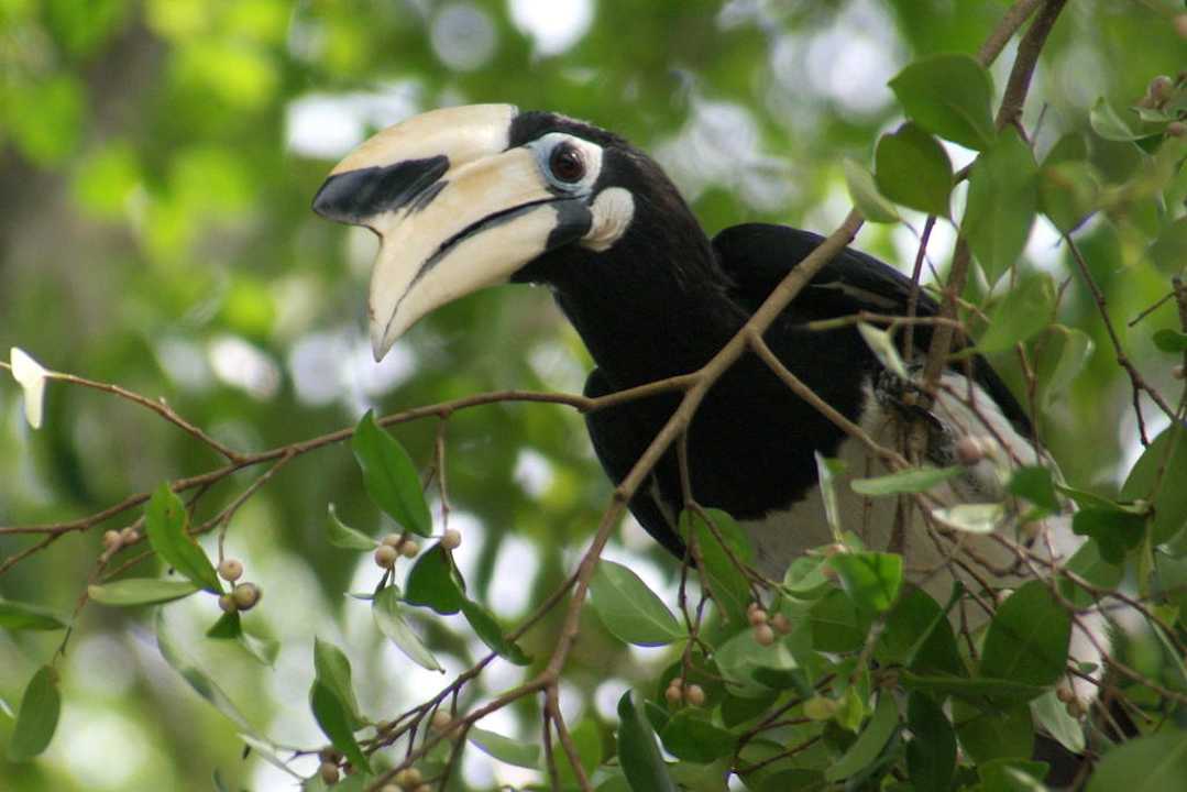 Schwarz-weißer Nashornvogel Hotel Sheraton Langkawi Beach Resort