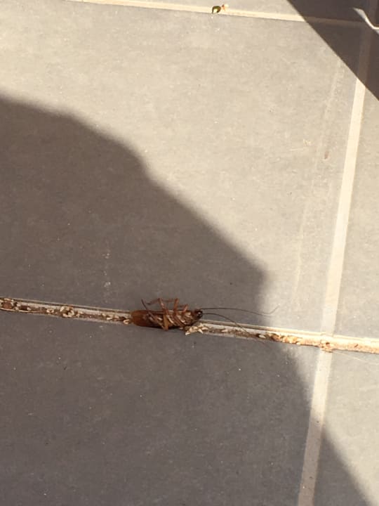 Sonstiges Servatur Alameda de Jandía