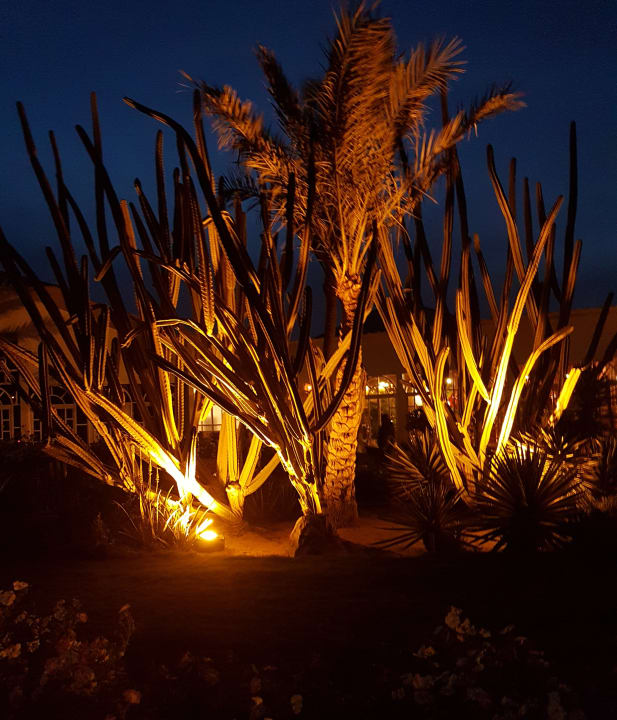 Gartenanlage Desert Rose