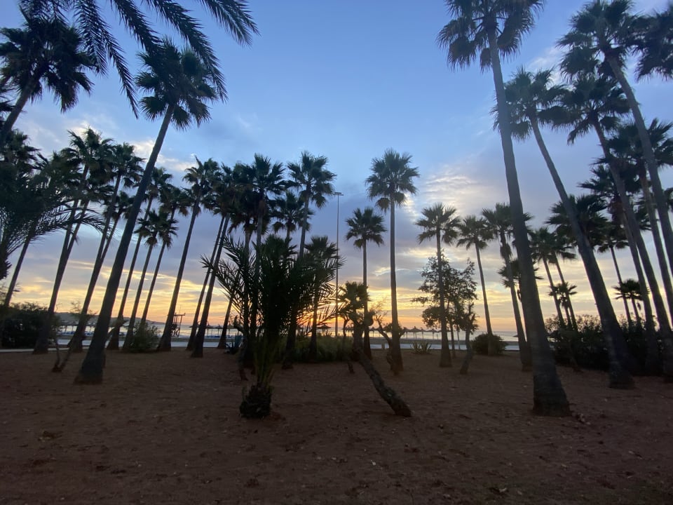 Gartenanlage Hipotels Mediterraneo Club