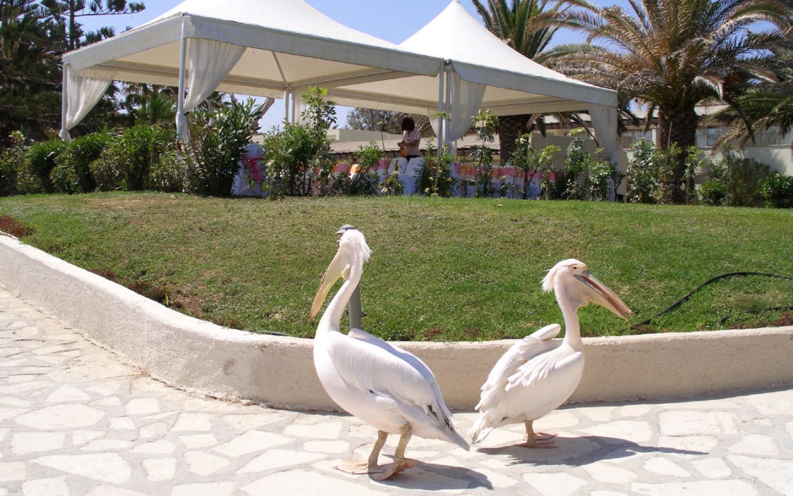 Ayia Napa Atlantica Callisto