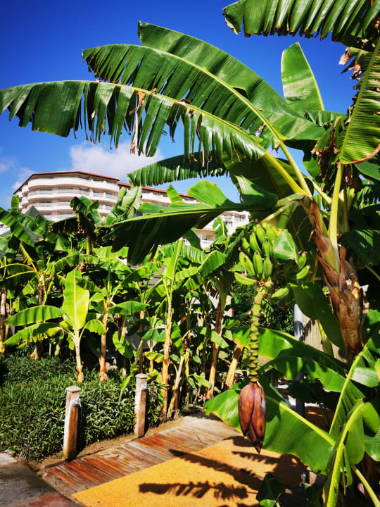 Außenansicht Starlight Resort Hotel