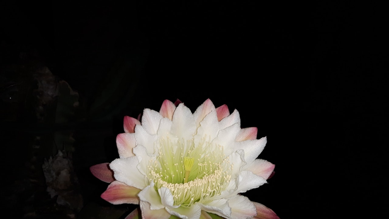 Kakteenblüte bei Nacht aus dem Sirma Garten Hotel Sirma