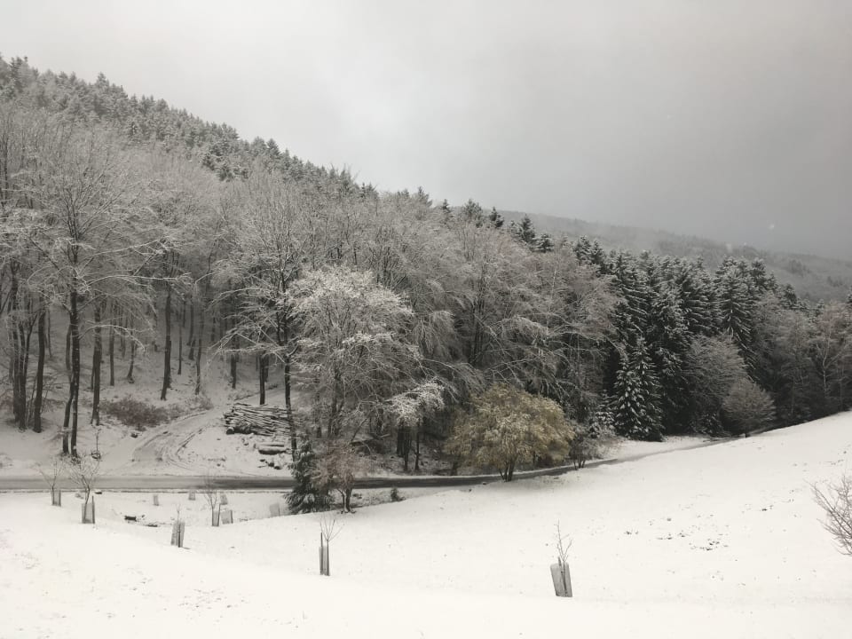 Ausblick Wald-Hotel Heppe