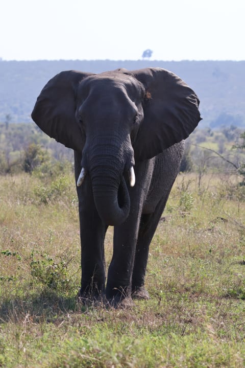 Sport & Freizeit Biyamiti Bushveld Camp