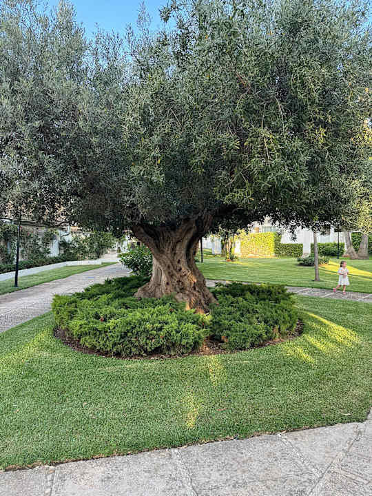 Gartenanlage Iberostar Waves Ciudad Blanca