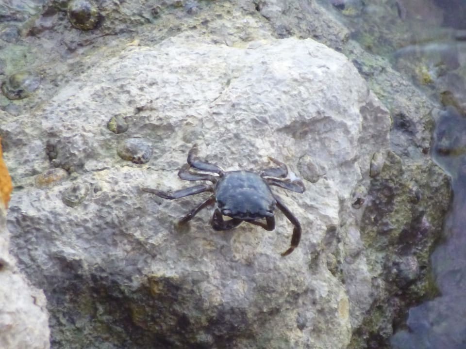 Krebse an den Steinen Hotel Babaylon