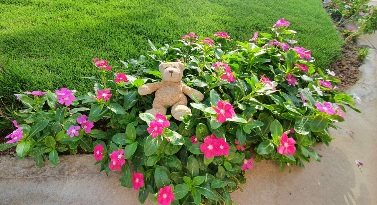 Gartenanlage Stella Beach Resort & Spa Makadi Bay