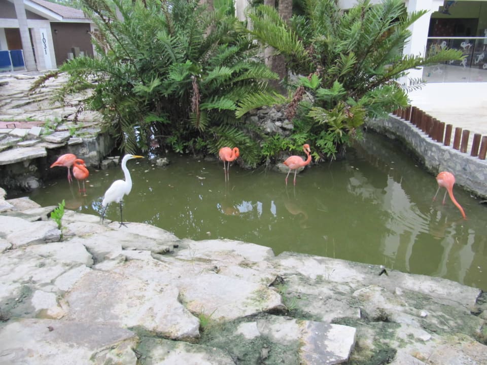 Teich mit Flamingos Villas Bavaro Resort & Spa