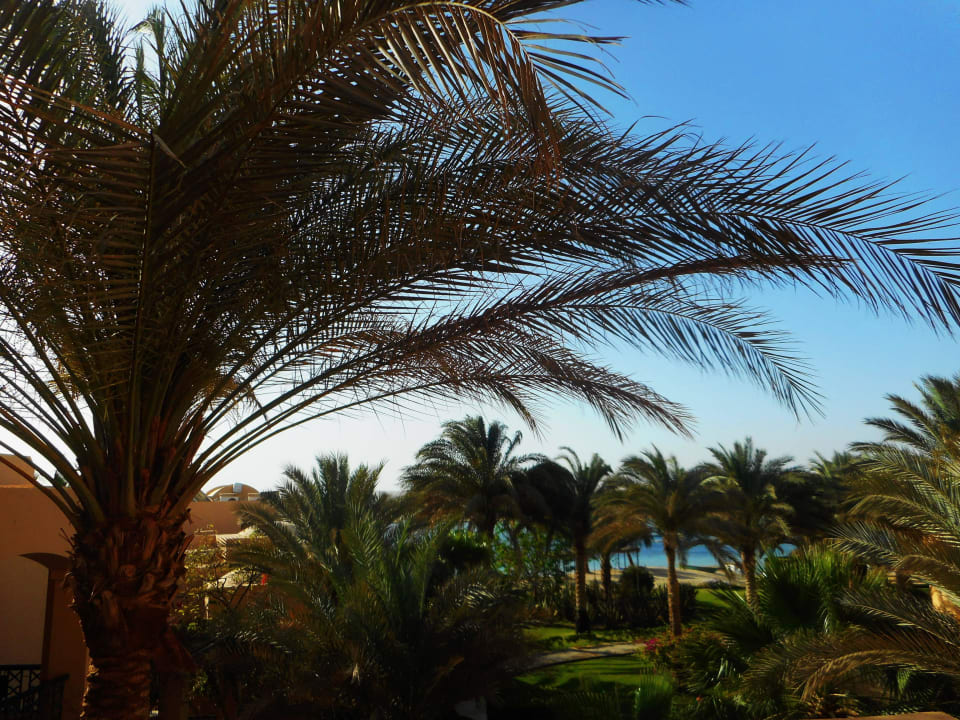 Traumhaft Steigenberger Coraya Beach - Adults only