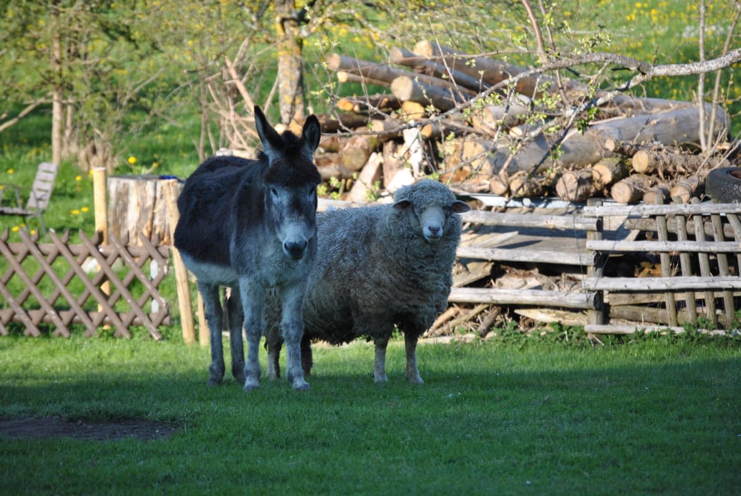 Nette Nachbarn inklusive Pension Almcafe Schnakenhöhe