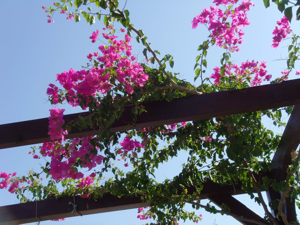 Liebevoll gepflegter Garten Lindos Princess Beach Resort & Spa