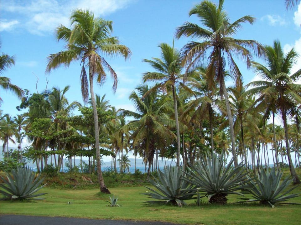Tropischer Garten Wyndham Alltra Samana