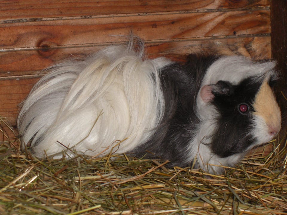Meerschweinchen Biohof Landhaus Klöck