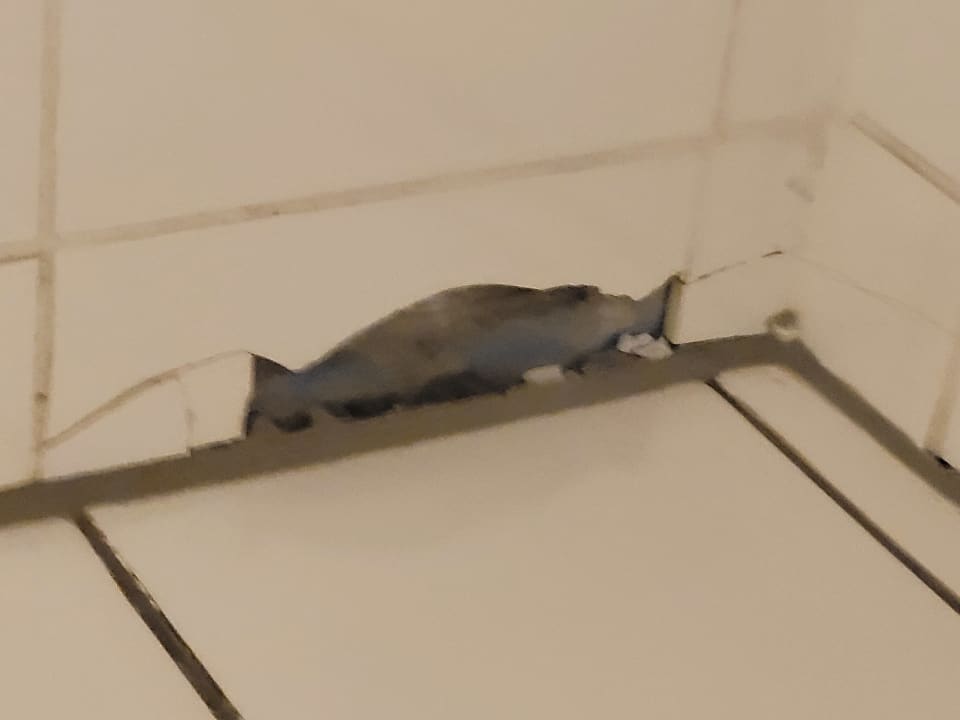 Zimmer Hotel Domicil Hamburg by Golden Tulip