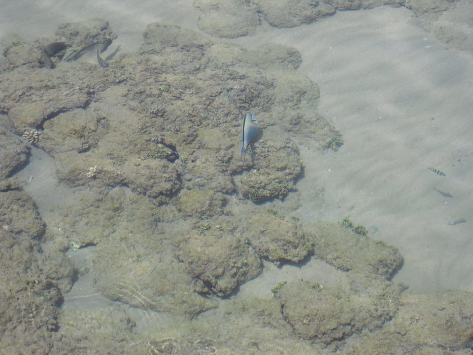Riff Pickalbatros Alf Leila Wa Leila Resort - Neverland Hurghada