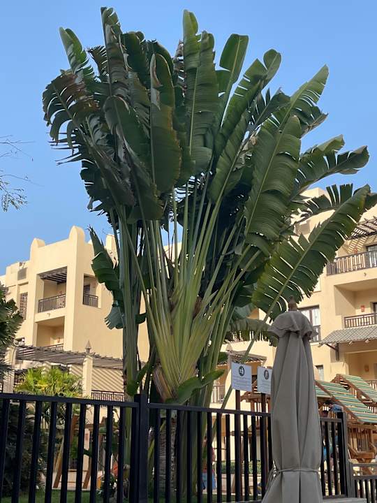 Gartenanlage Steigenberger Aqua Magic