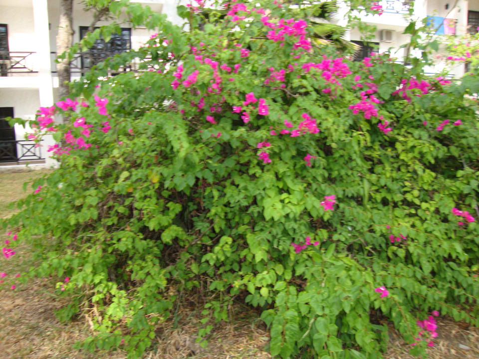 Wonderful plants Diani Sea Resort