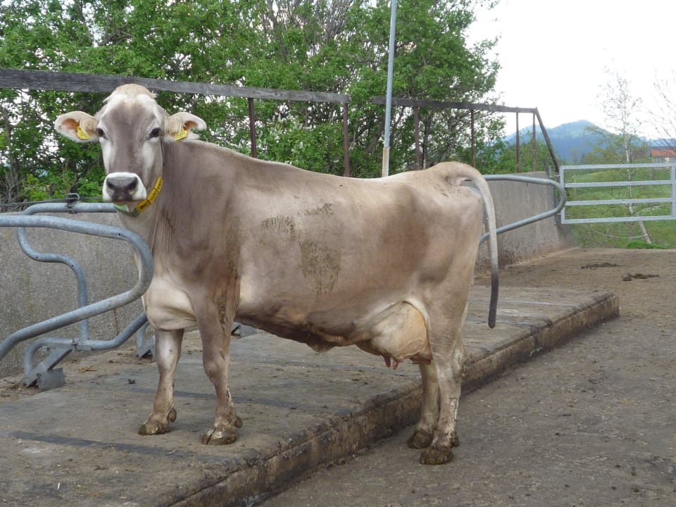Tiere auf dem Hof Ferienhof Nägele