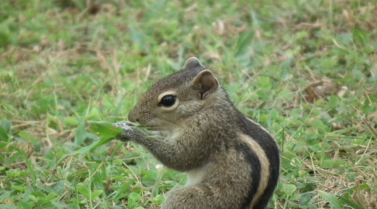 Bewohner dieser Anlage Mermaid Hotel & Club